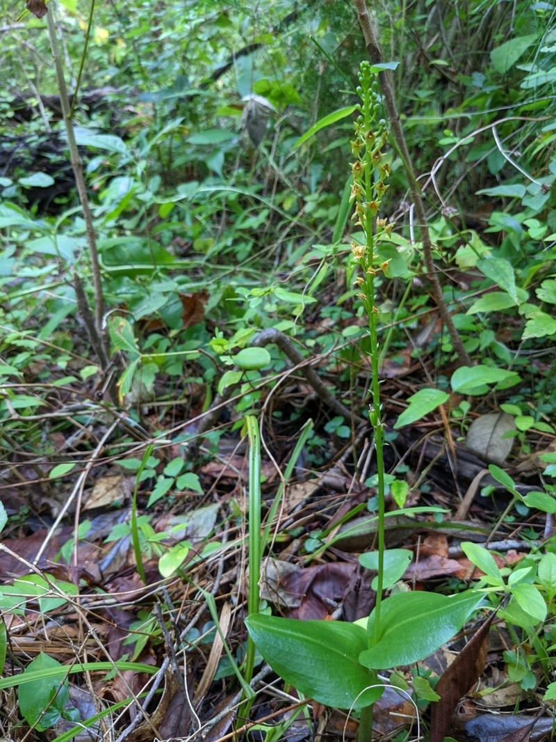 Florida Adder's-Mouth Orchid