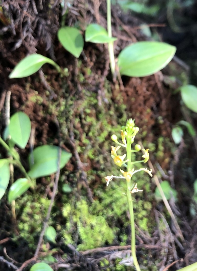 Florida Adder's-Mouth Orchid photo 2