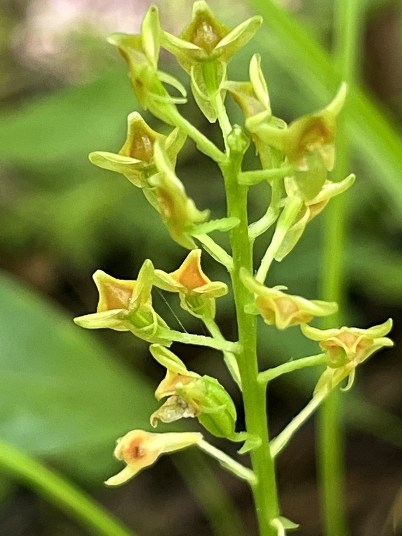 Florida Adder's-Mouth Orchid photo 3