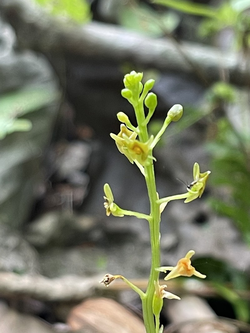 Florida Adder's-Mouth Orchid photo 4