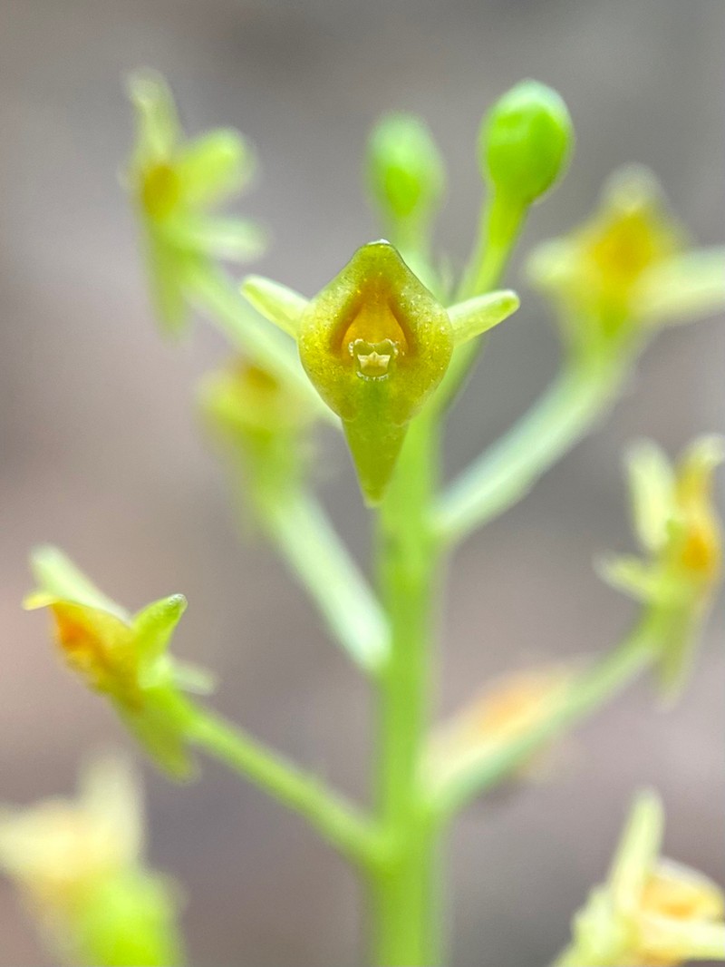 Florida Adder's-Mouth Orchid photo 5