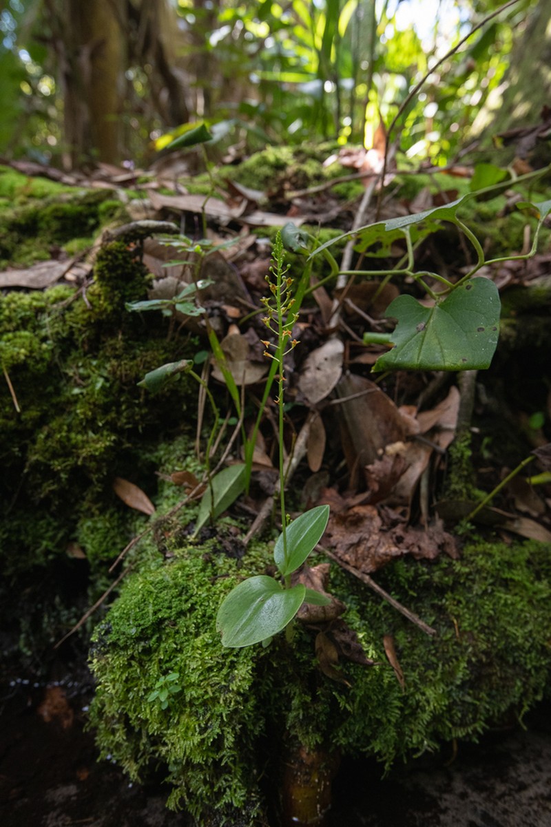 Florida Adder's-Mouth Orchid photo 6
