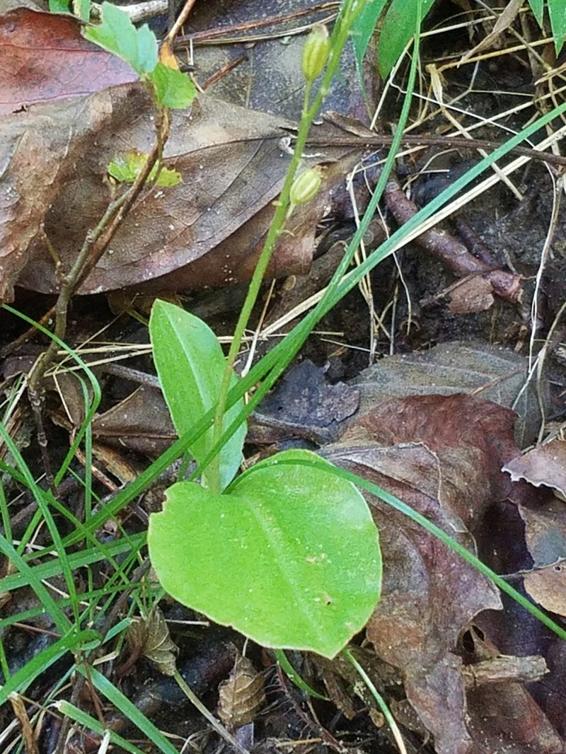 Florida Adder's-Mouth Orchid photo 7