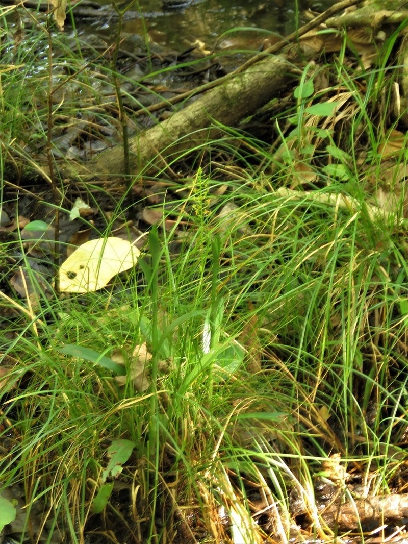 Florida Adder's-Mouth Orchid photo 8