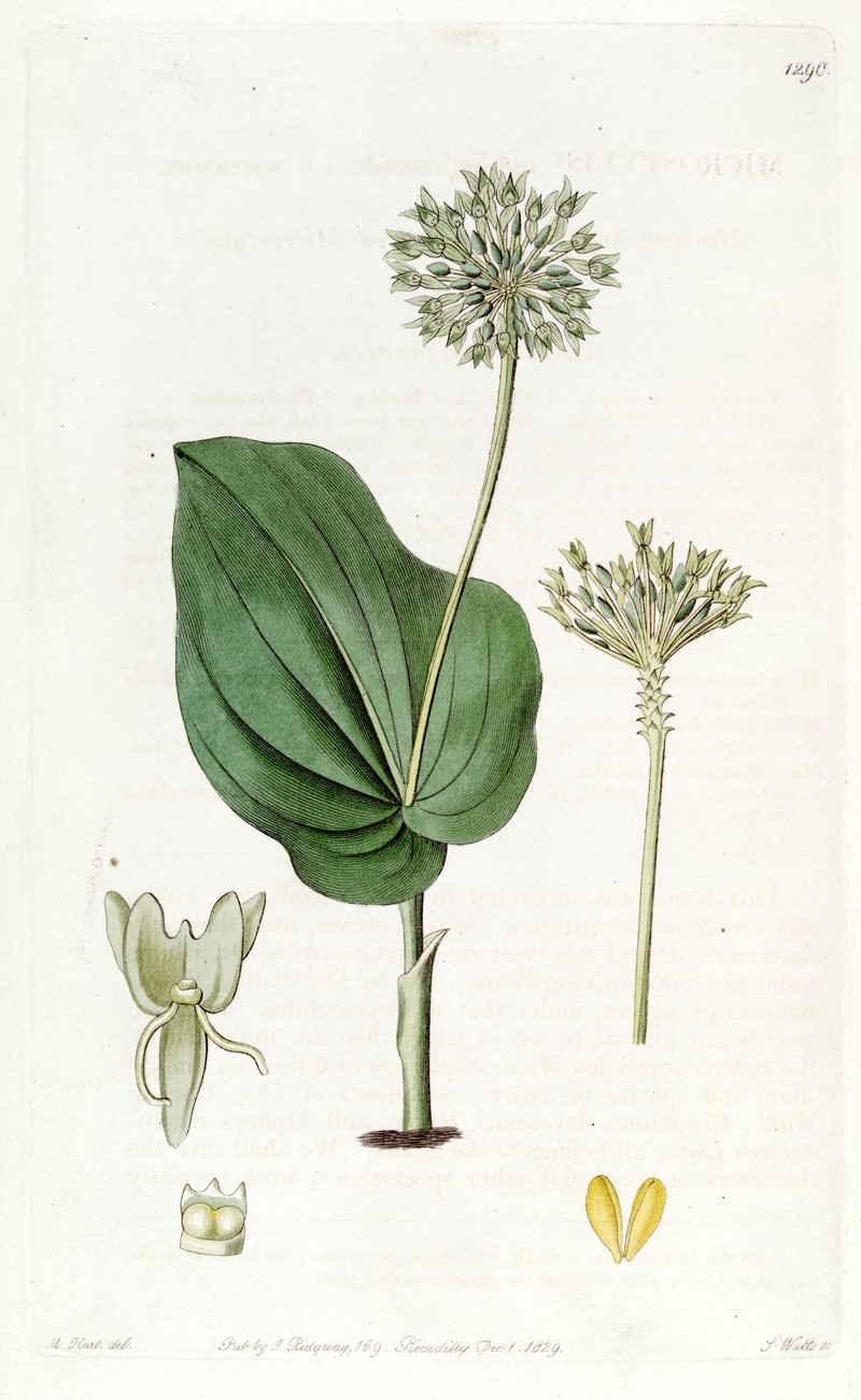 Green Adder's-Mouth Orchid
