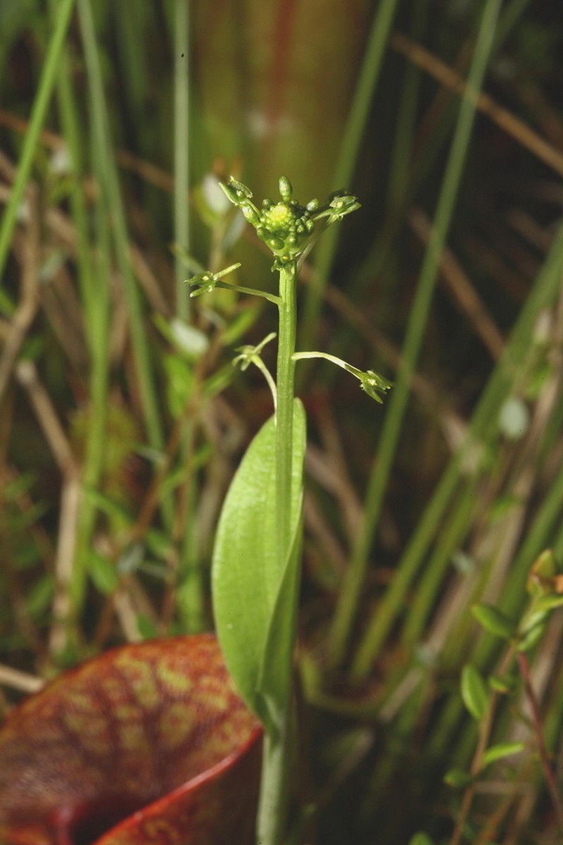 Green Adder's-Mouth Orchid photo 3