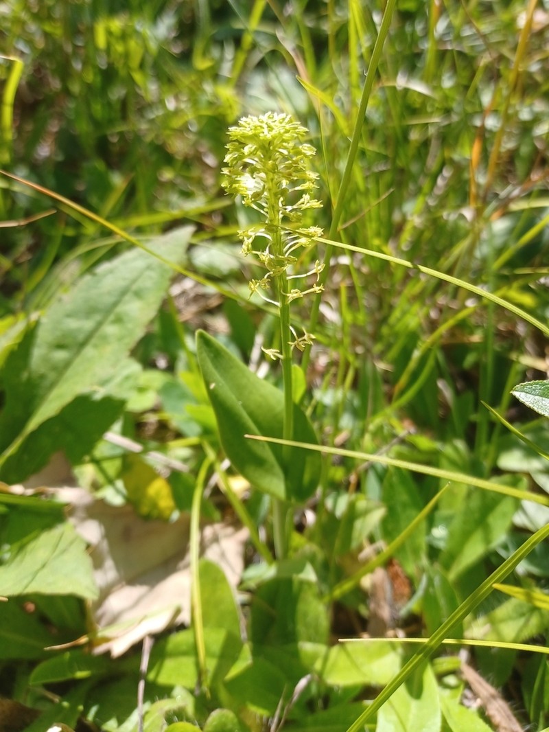 Green Adder's-Mouth Orchid photo 4