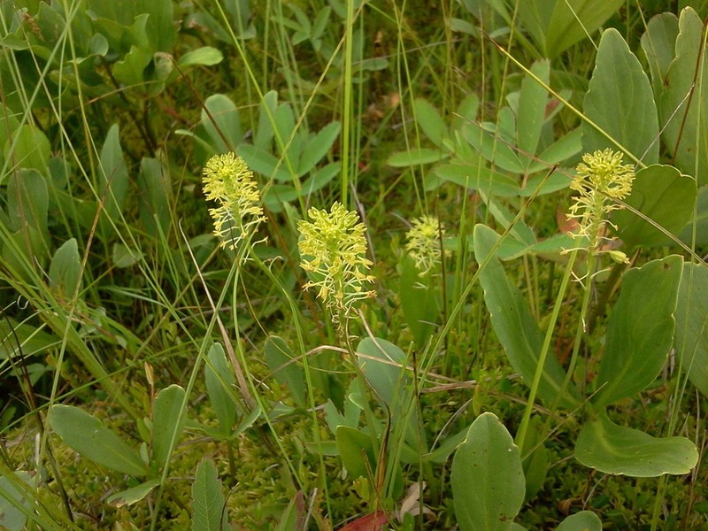 Green Adder's-Mouth Orchid photo 5