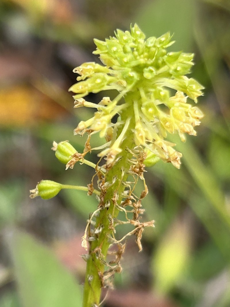 Green Adder's-Mouth Orchid photo 6