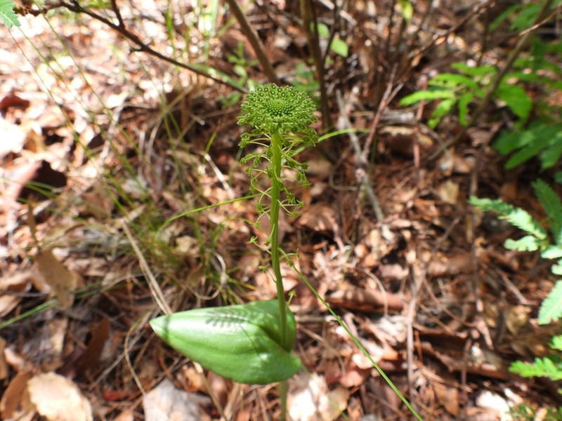 Green Adder's-Mouth Orchid photo 7