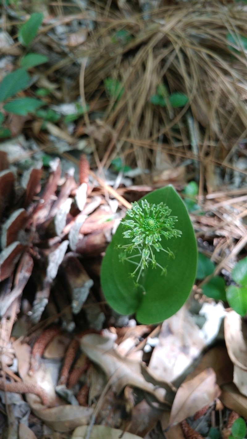 Green Adder's-Mouth Orchid photo 8