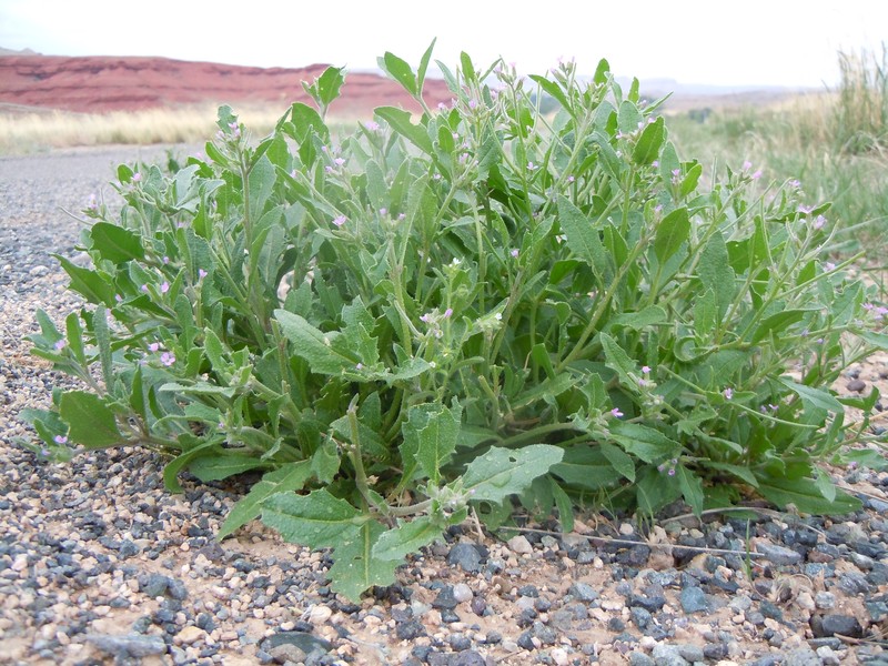 African Mustard photo 2