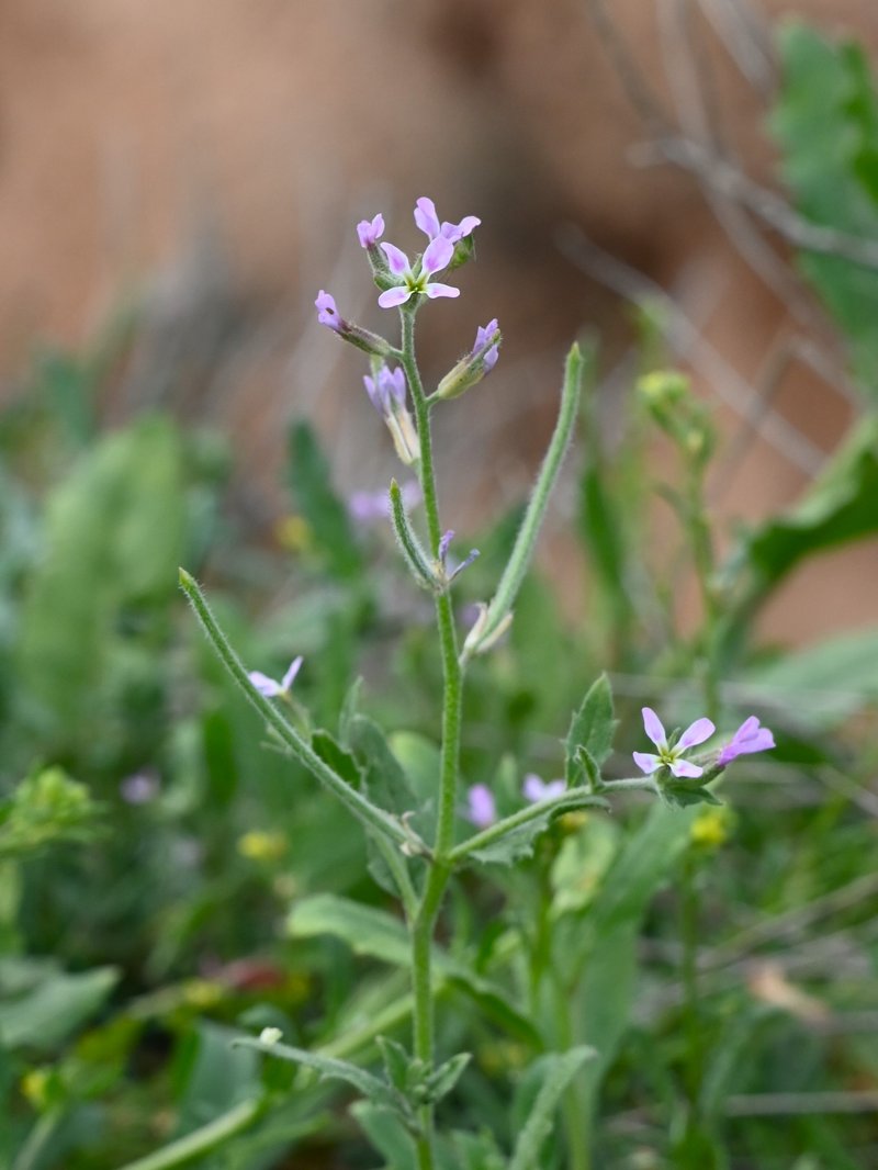 African Mustard photo 3