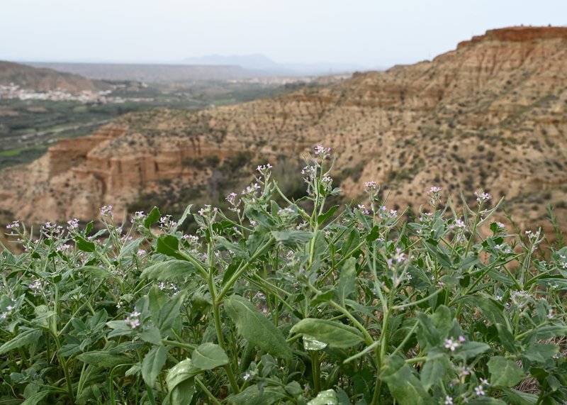African Mustard photo 4