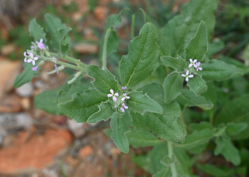 African Mustard photo 5