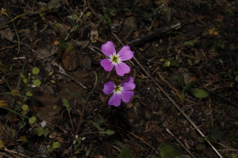 Malcolmia graeca subsp. graeca
