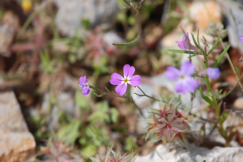 Malcolmia graeca subsp. graeca photo 2