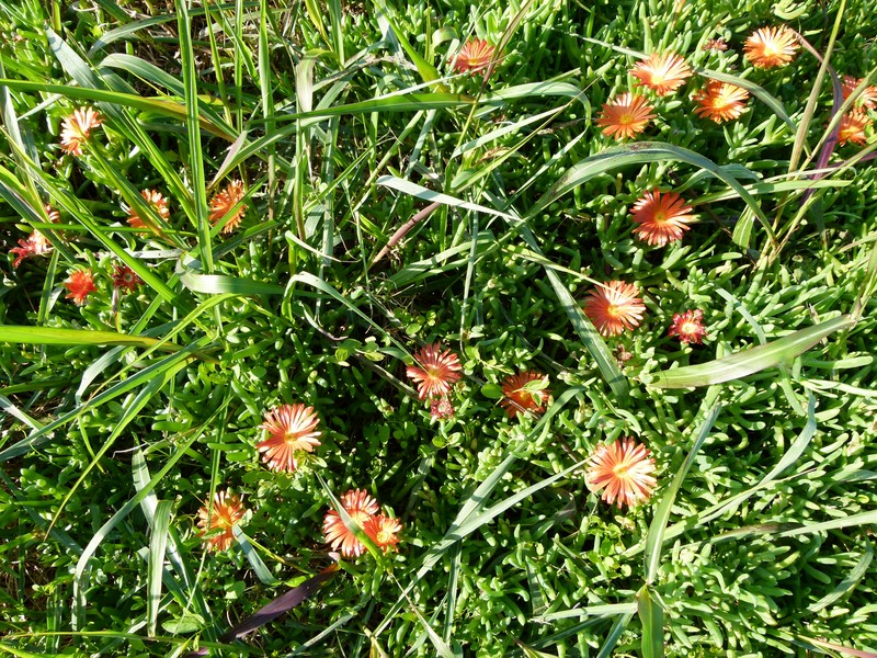 Coppery Mesemb photo 2
