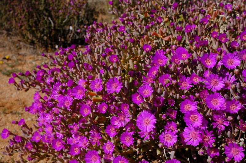 Malephoropsis otzeniana