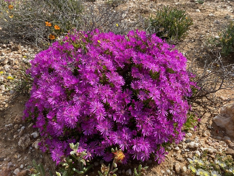 Malephoropsis otzeniana photo 6