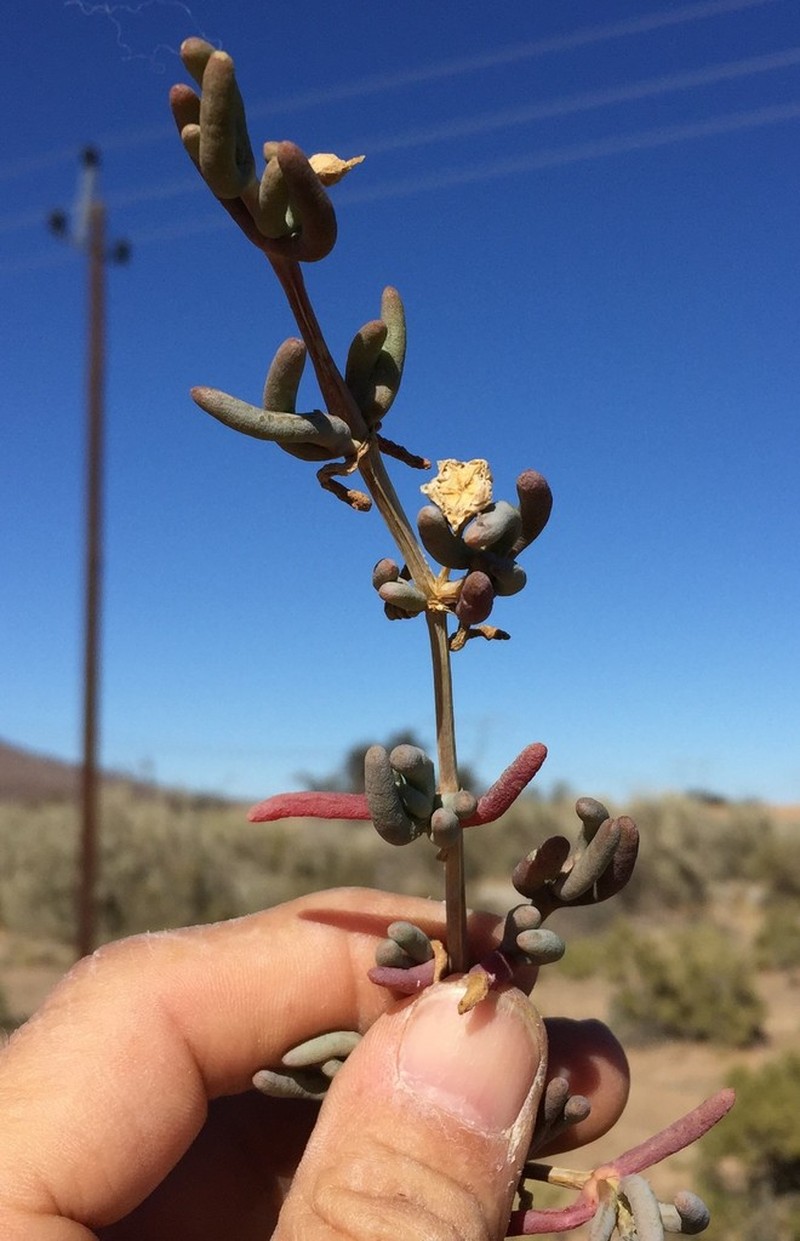 Malephoropsis uniflora