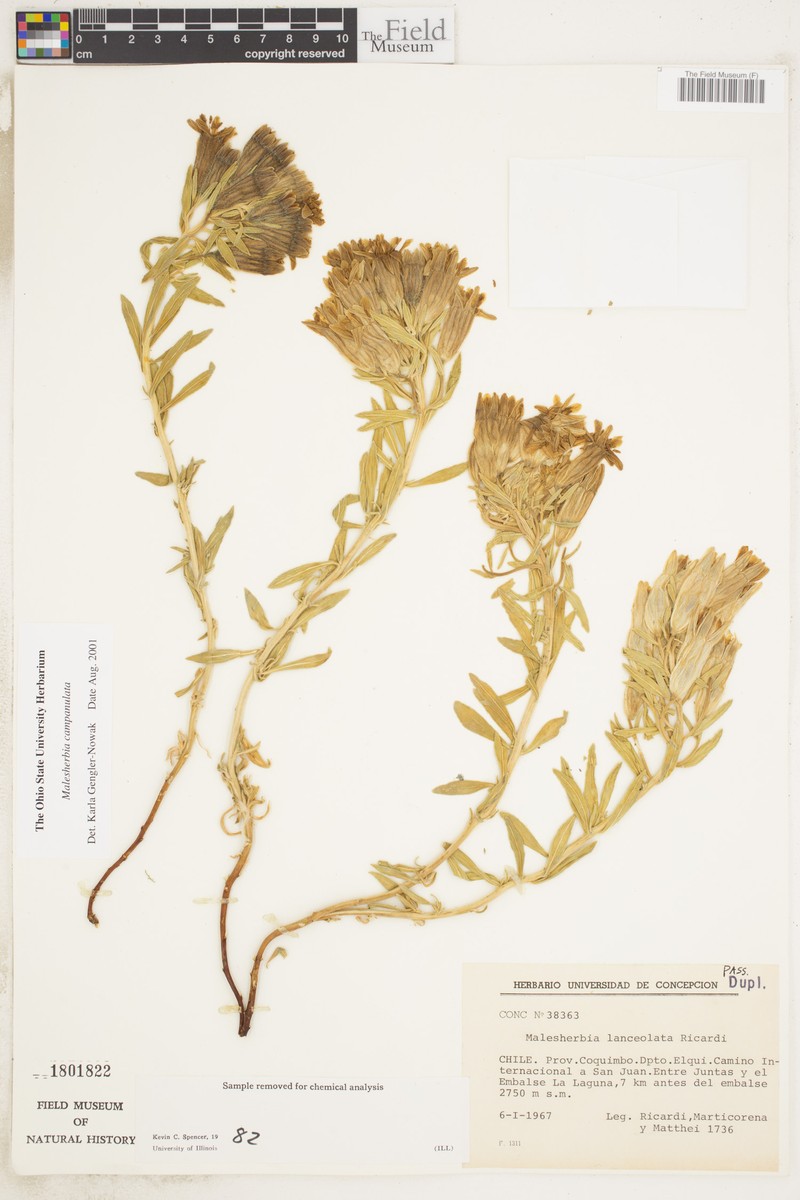 Malesherbia bracteata var. campanulata