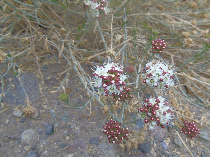 Malesherbia fasciculata var. fasciculata