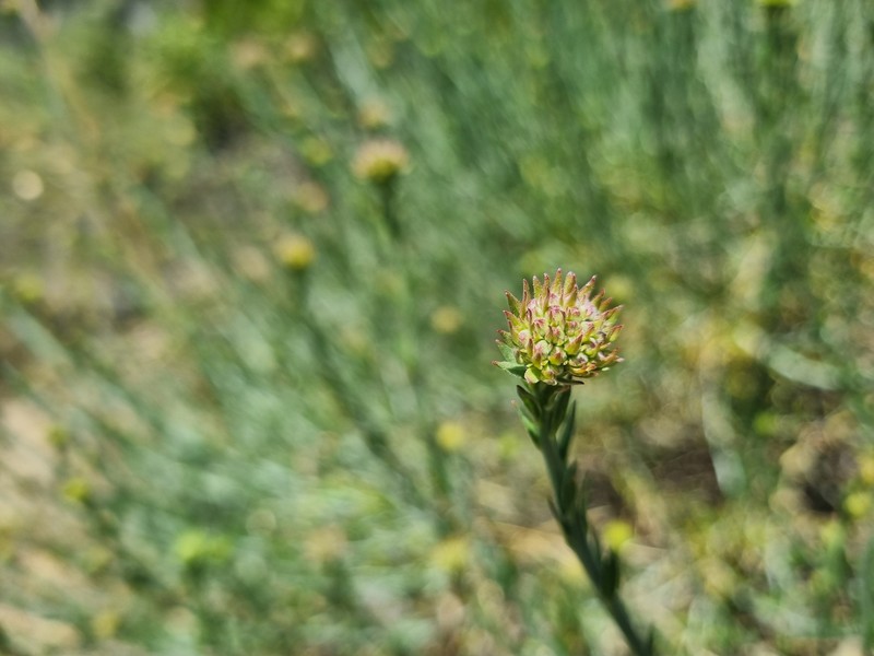 Malesherbia fasciculata var. fasciculata photo 2