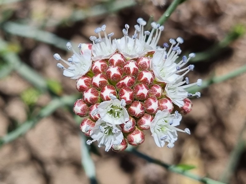 Malesherbia fasciculata var. fasciculata photo 3