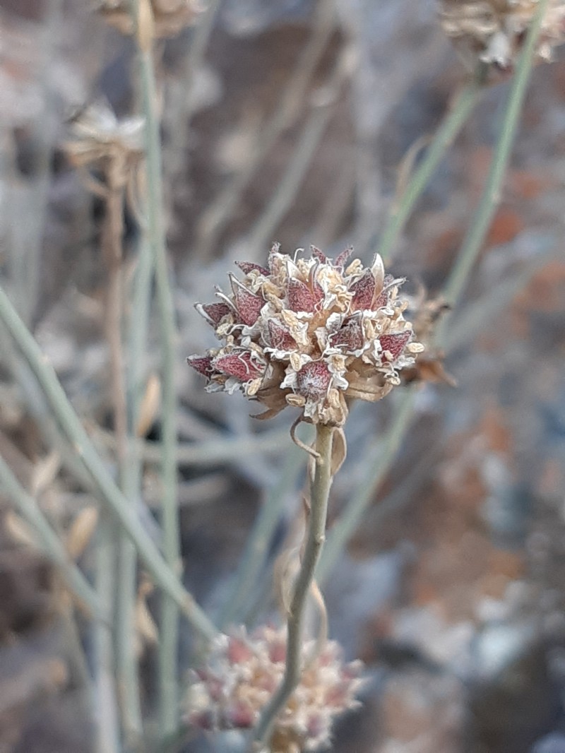 Malesherbia fasciculata var. fasciculata photo 4