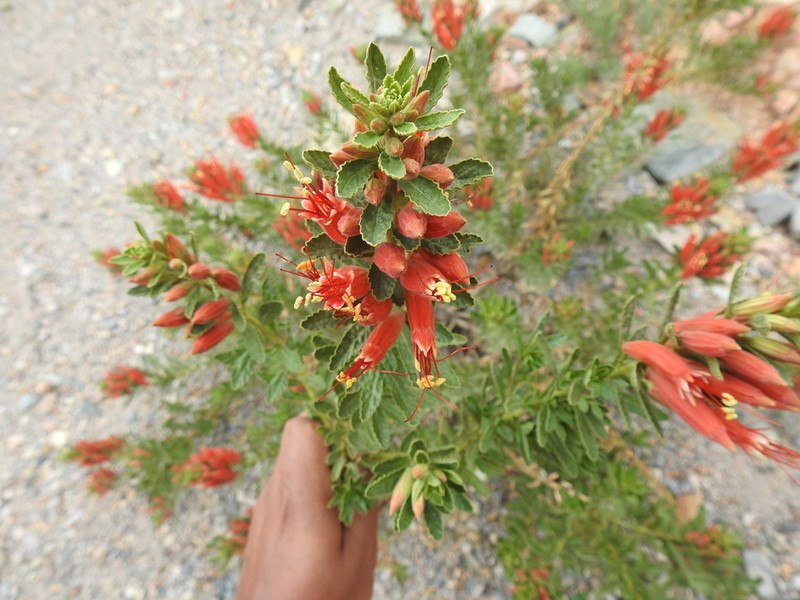 Malesherbia fatimae