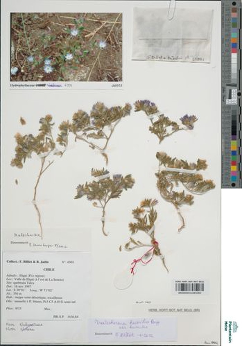 Malesherbia humilis var. humilis