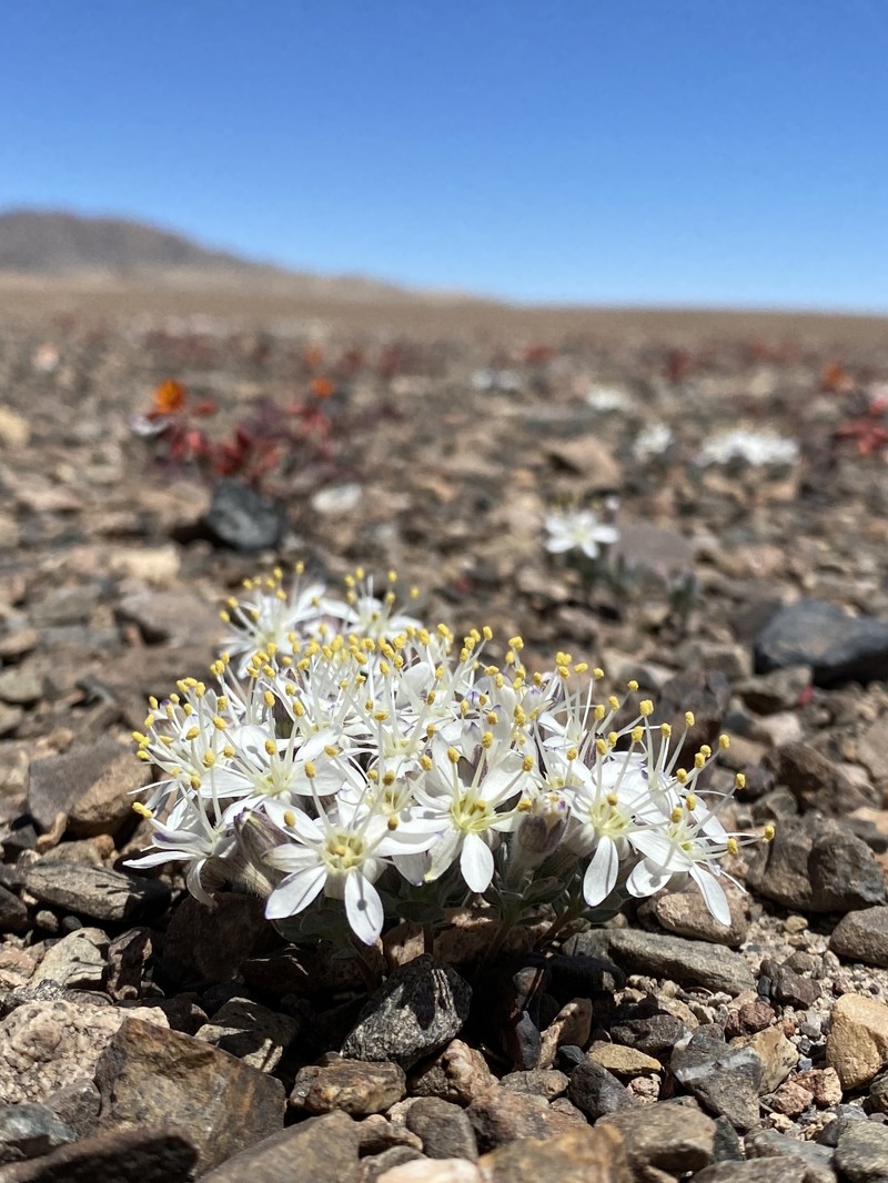 Malesherbia lactea var. lactea