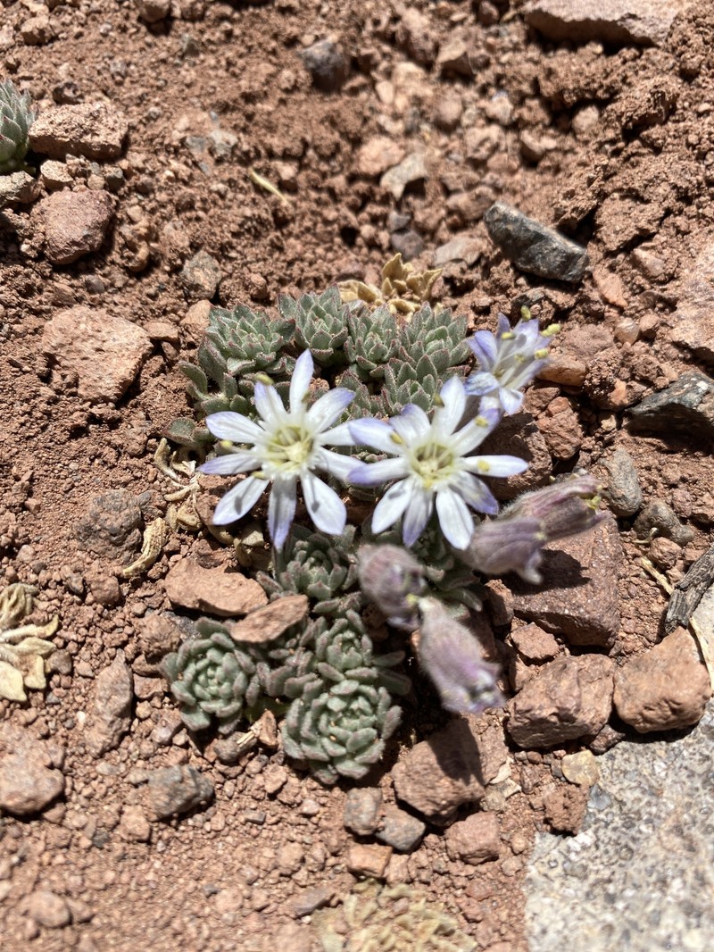 Malesherbia lactea var. lactea photo 3