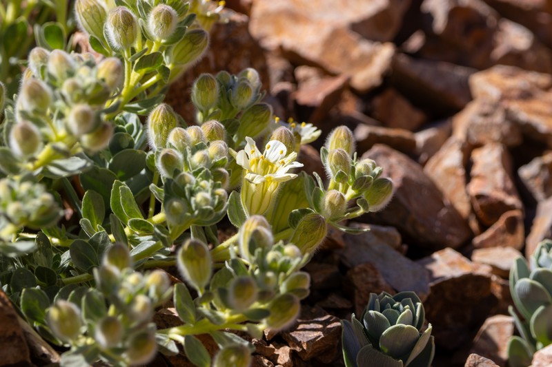 Malesherbia lirana var. lirana