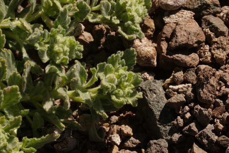 Malesherbia lirana var. lirana photo 2