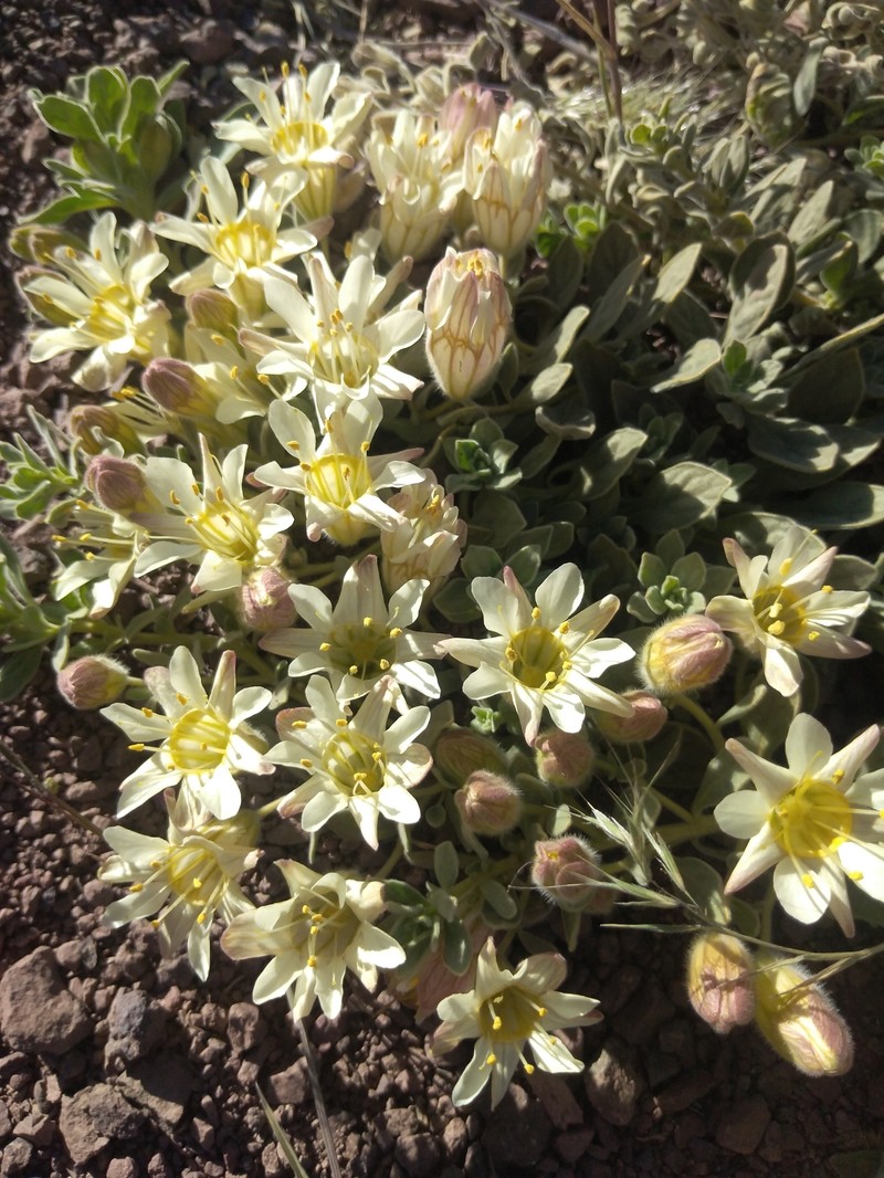 Malesherbia lirana var. lirana photo 3