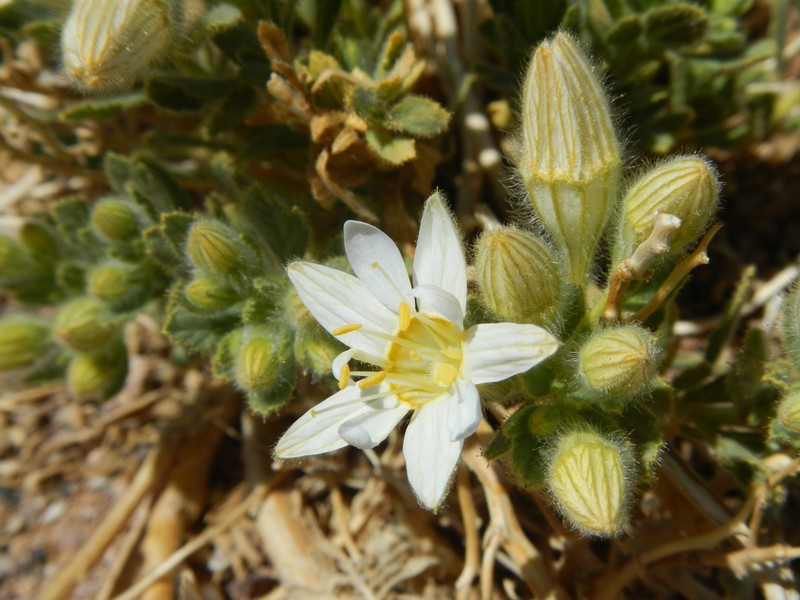 Malesherbia solanoides var. ovata