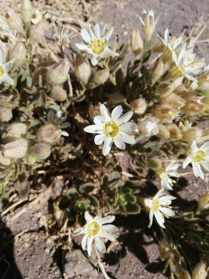 Malesherbia solanoides var. ovata photo 2