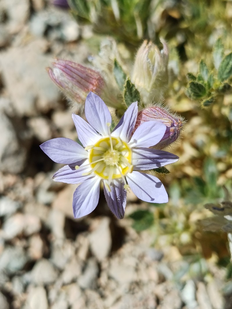 Malesherbia solanoides var. rugosa