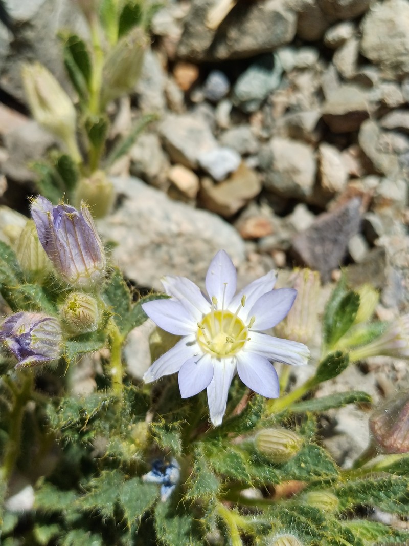 Malesherbia solanoides var. rugosa photo 2