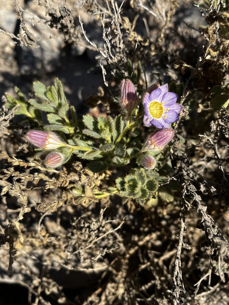Malesherbia solanoides var. rugosa photo 3