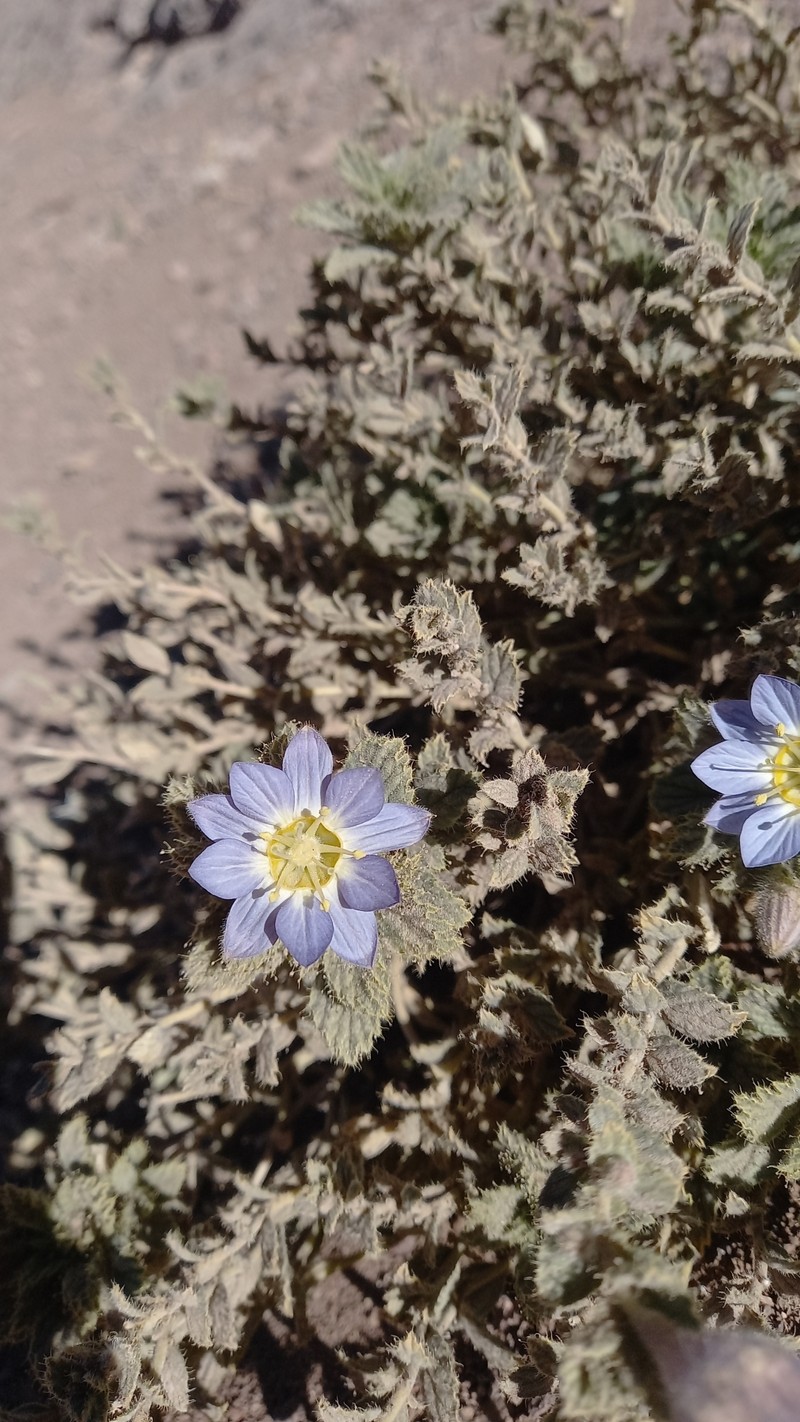 Malesherbia solanoides var. rugosa photo 4