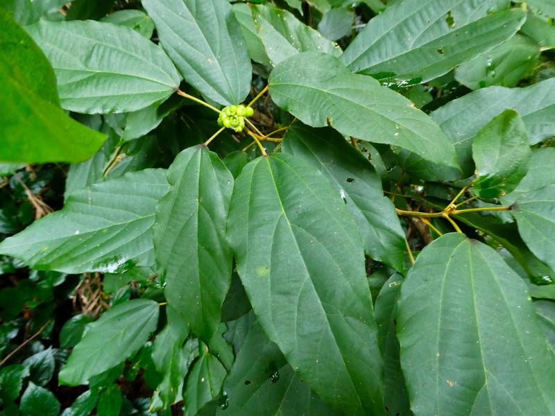 Kamala Tree photo 2