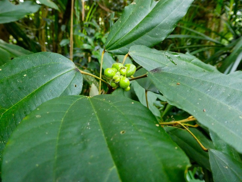 Kamala Tree photo 3