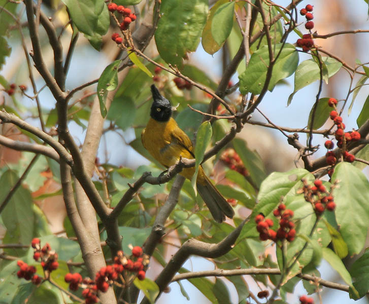Kamala Tree photo 4