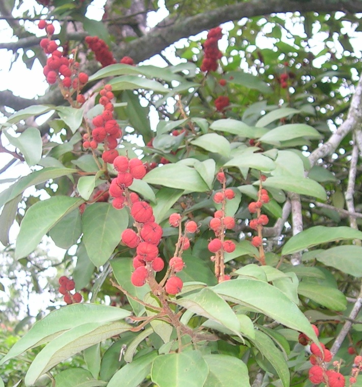 Kamala Tree photo 5