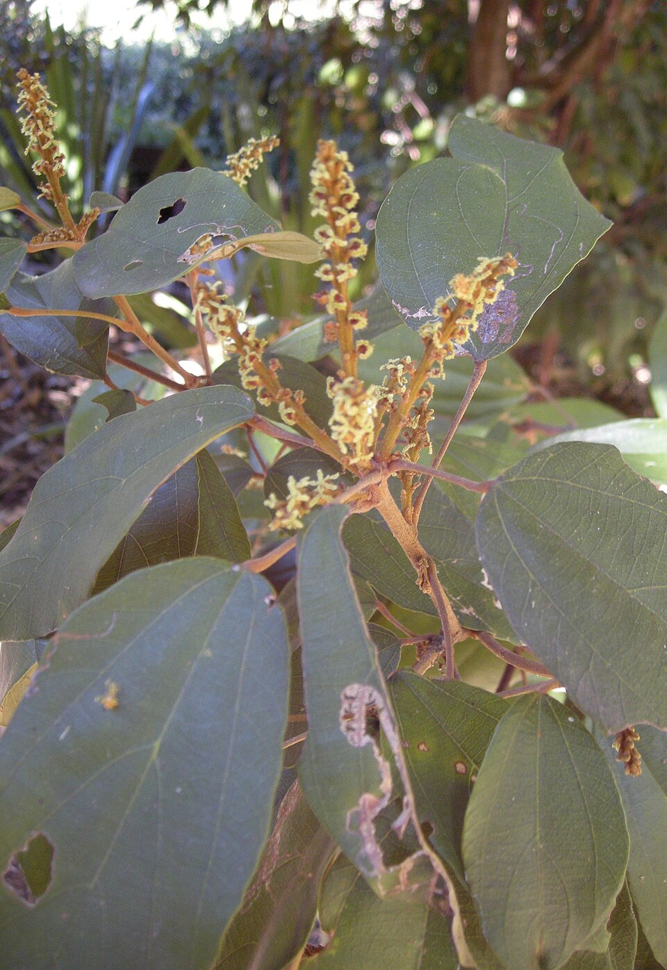 Kamala Tree photo 6