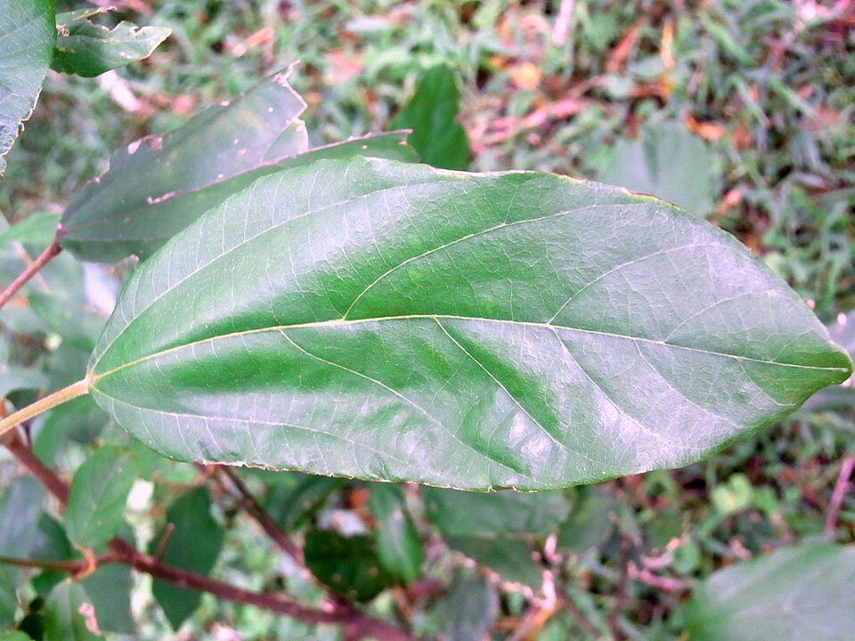 Kamala Tree photo 7