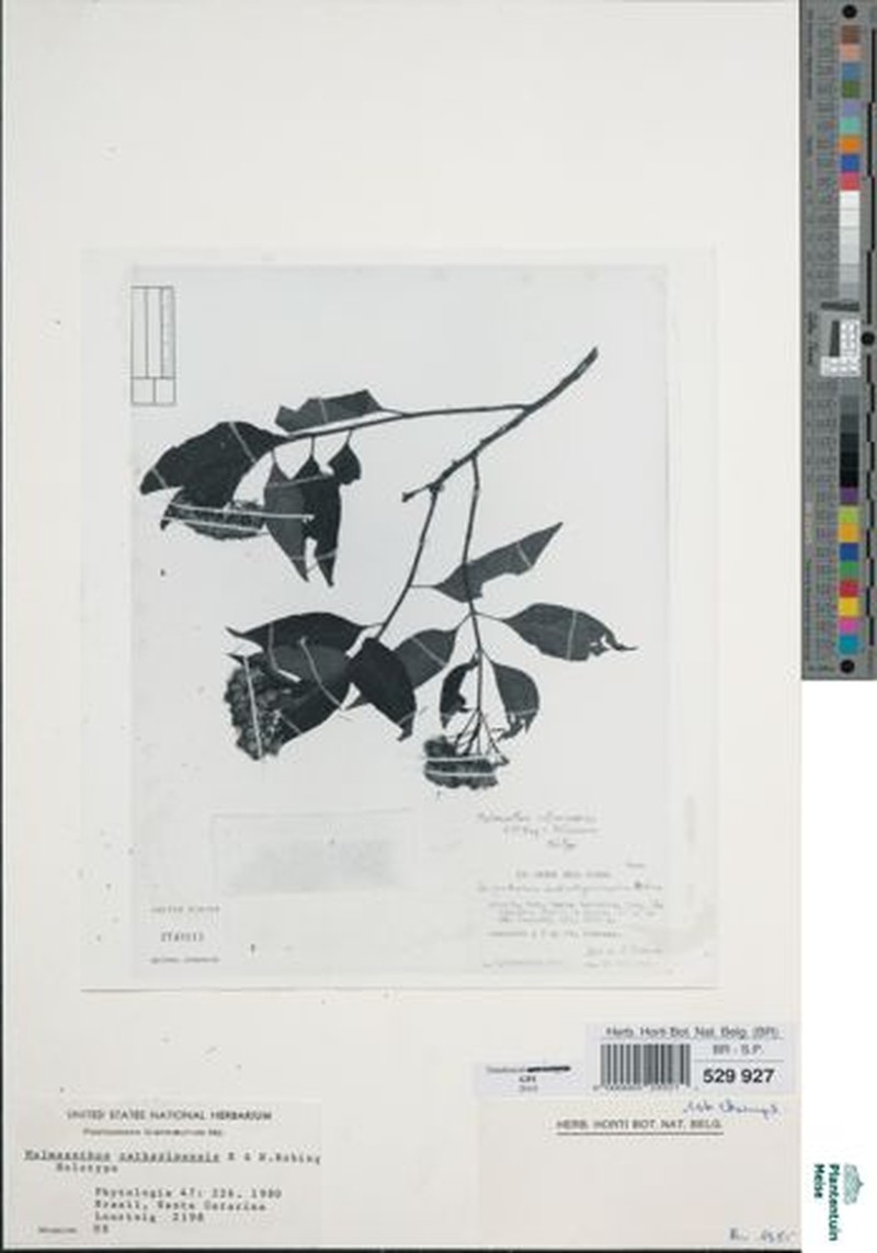 Malmeanthus catharinensis